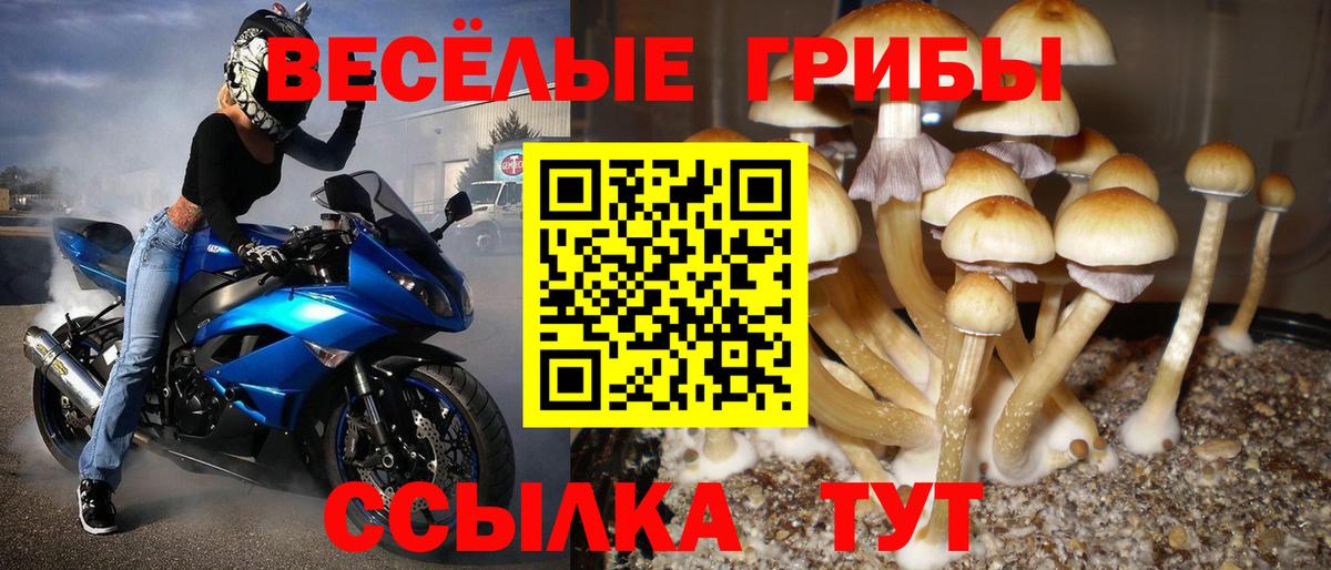 Псилоцибиновые грибы Cubensis Павловский Посад